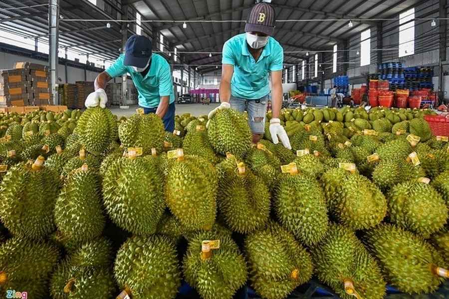 Diện tích trồng sầu riêng tăng trưởng mạnh