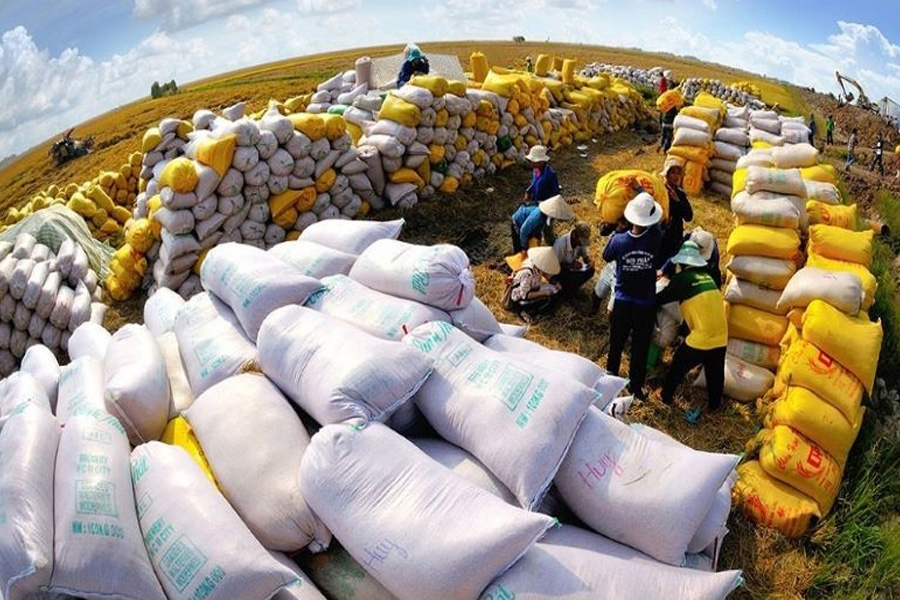 Giá gạo Việt xuất khẩu đứng đầu thế giới