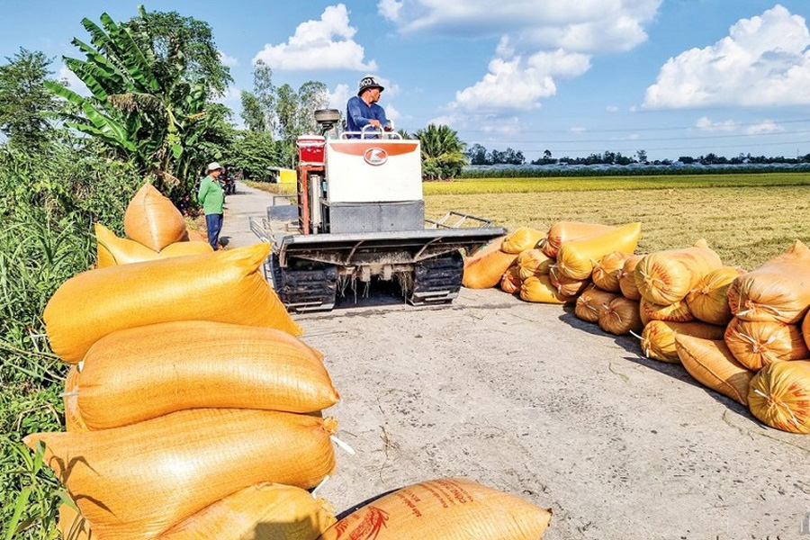 Giá gạo Việt xuất khẩu đứng đầu thế giới