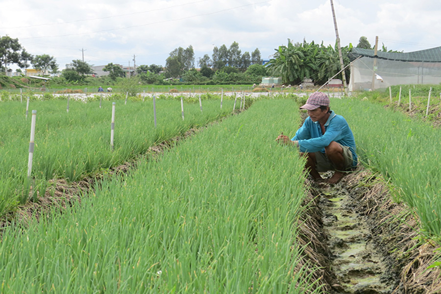 Giá hành lá tăng, đắt hơn giá thịt heo, gà