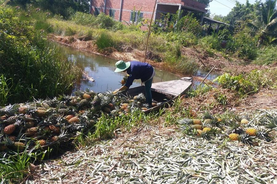 Giá khóm vùng Đồng Tháp Mười cao kỷ lục