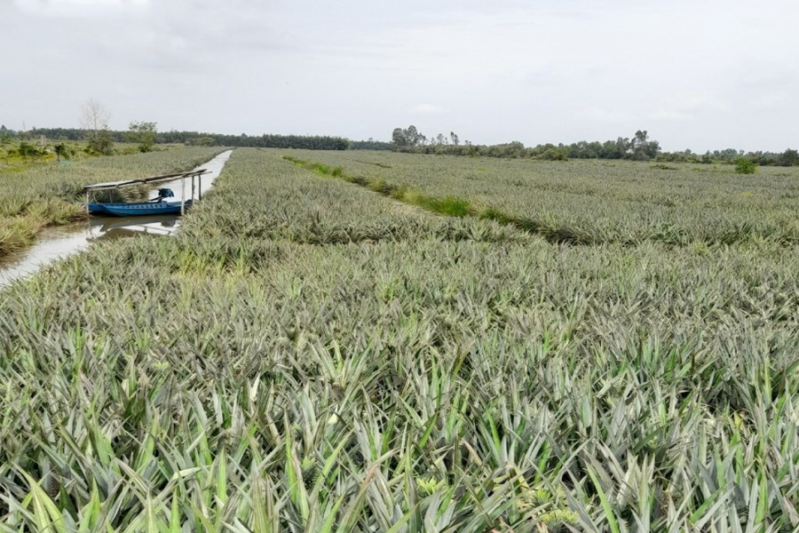 Giá khóm vùng Đồng Tháp Mười cao kỷ lục