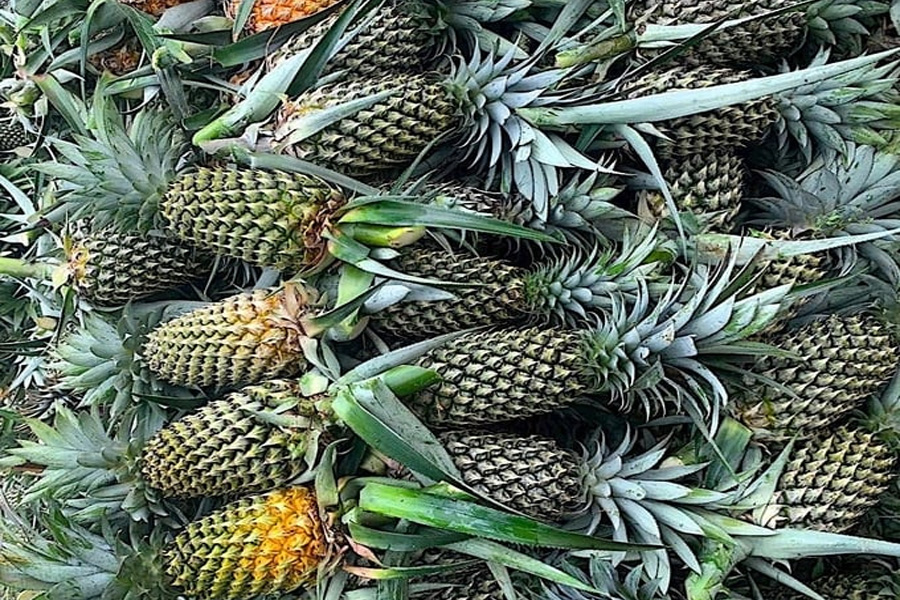 Giá khóm vùng Đồng Tháp Mười cao kỷ lục