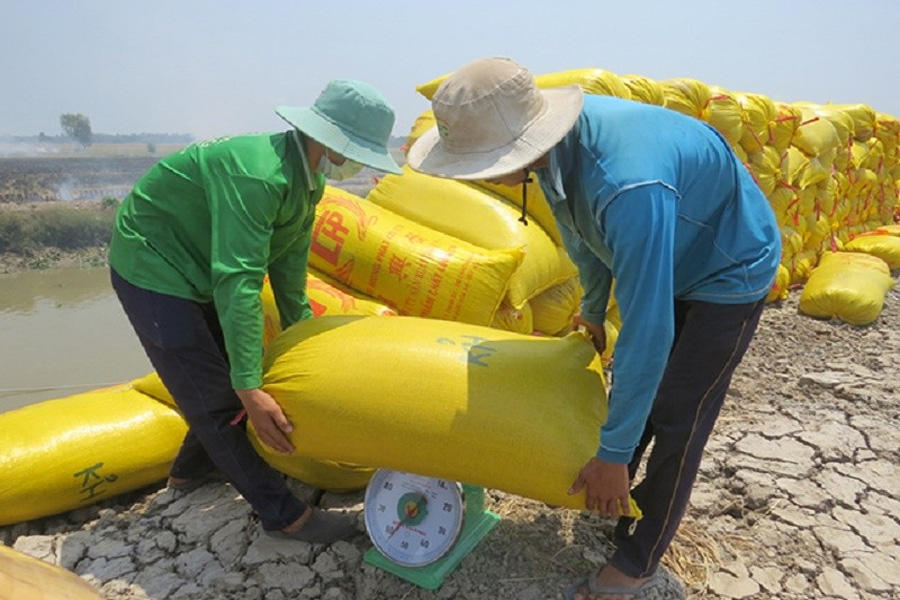 Giá lúa gạo lại tăng vọt