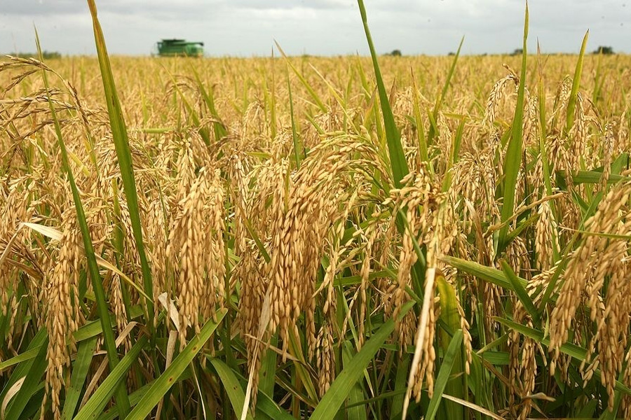 Giá lúa gạo lại tăng vọt