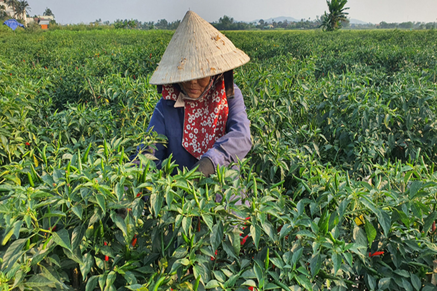 Giá ớt tăng vọt