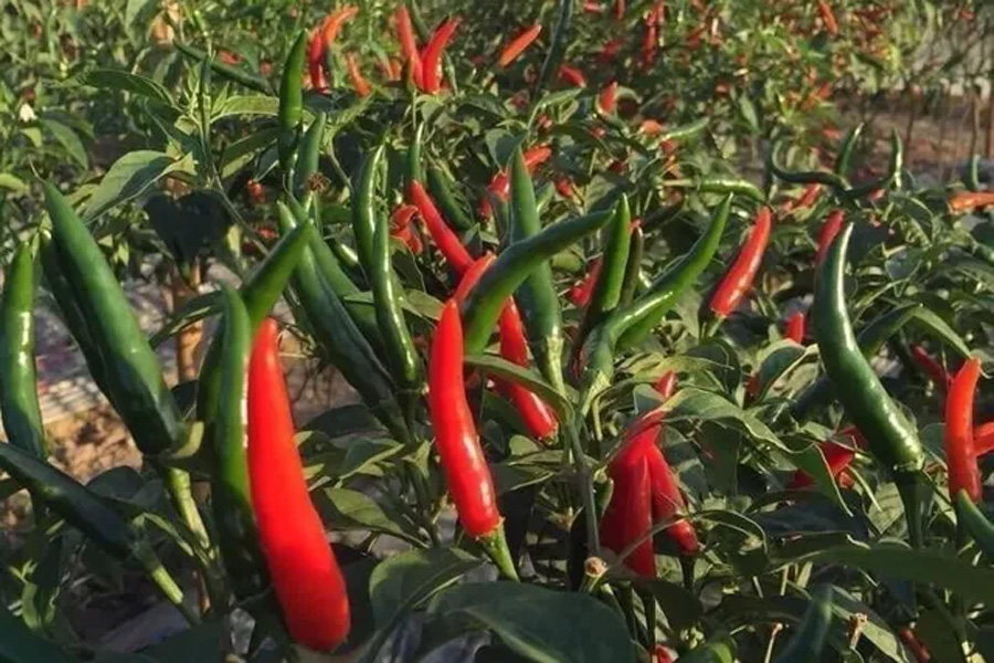 Giá ớt tăng vọt