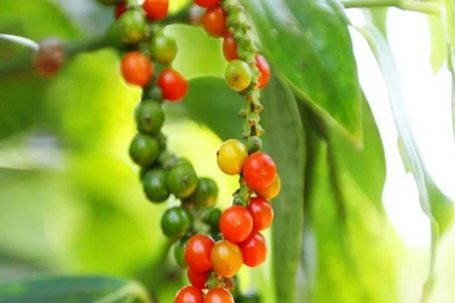 Giá tiêu hôm nay 29/10: Giảm mạnh trong tuần