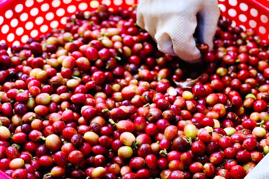 Giá trị xuất khẩu cà phê tăng nhẹ so với cùng kỳ