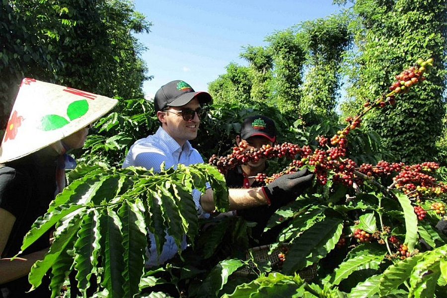 Giá trị xuất khẩu cà phê tăng nhẹ so với cùng kỳ