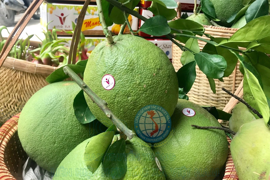 New Zealand xem xét nới lỏng kiểm dịch với quả có múi Việt Nam