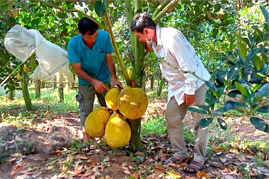 Nông dân Vĩnh Long bén duyên với cây mít ruột đỏ