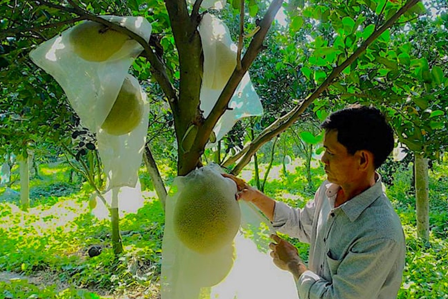 Nông dân Vĩnh Long bén duyên với cây mít ruột đỏ