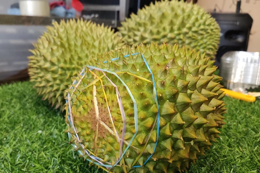 Sầu riêng Musang King trồng ở Việt Nam giá thấp kỷ lục