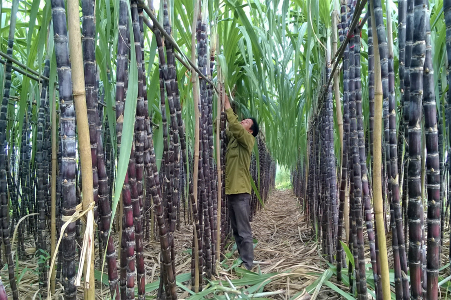 Tăng năng suất cho cây mía nhờ công nghệ tưới nhỏ giọt
