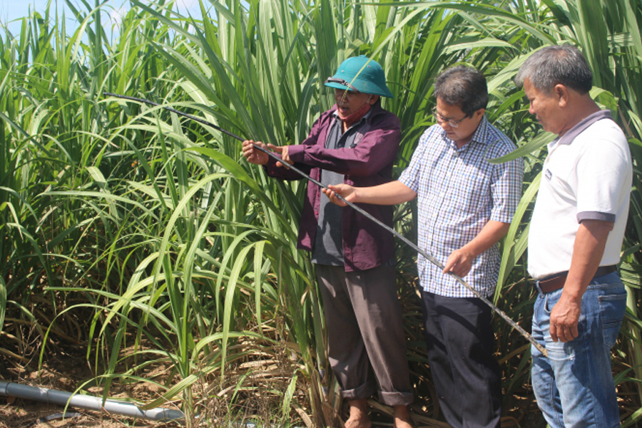 Tăng năng suất cho cây mía nhờ công nghệ tưới nhỏ giọt