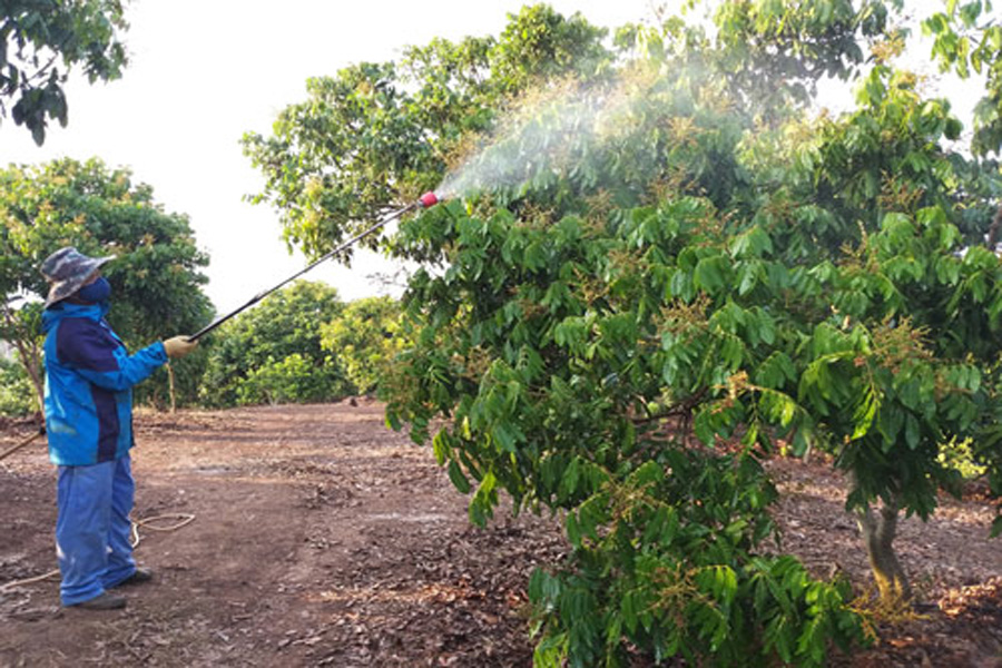 Thêm nhiều thuốc bảo vệ thực vật mới độ độc thấp cho rau quả
