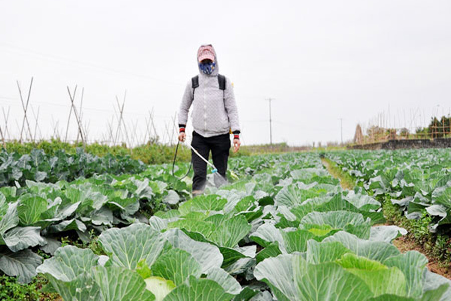 Thêm nhiều thuốc bảo vệ thực vật mới độ độc thấp cho rau quả