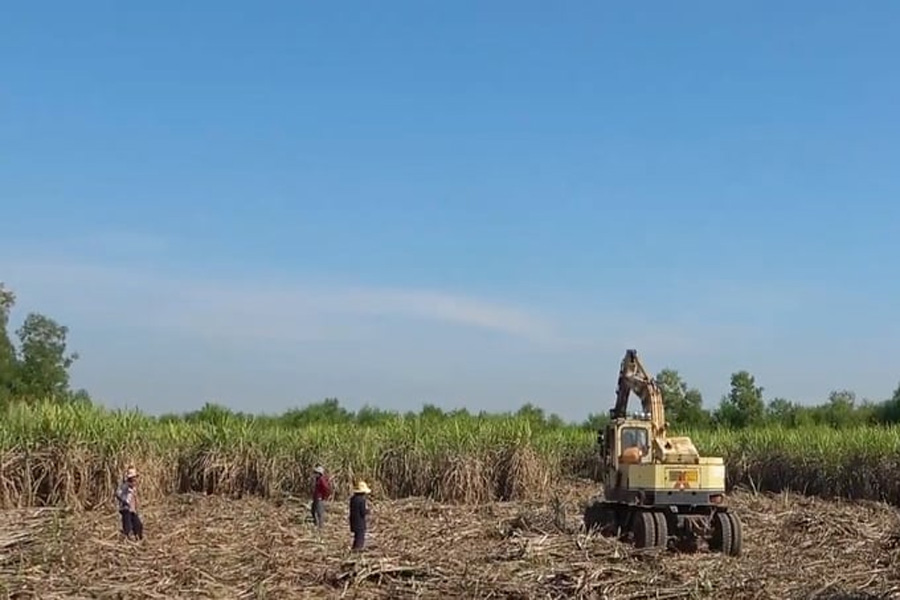 Tiếp tục nâng giá để phục hồi vùng mía nguyên liệu