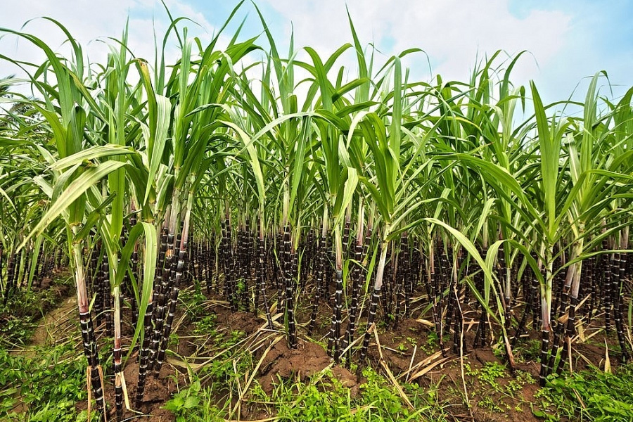 Tiếp tục nâng giá để phục hồi vùng mía nguyên liệu