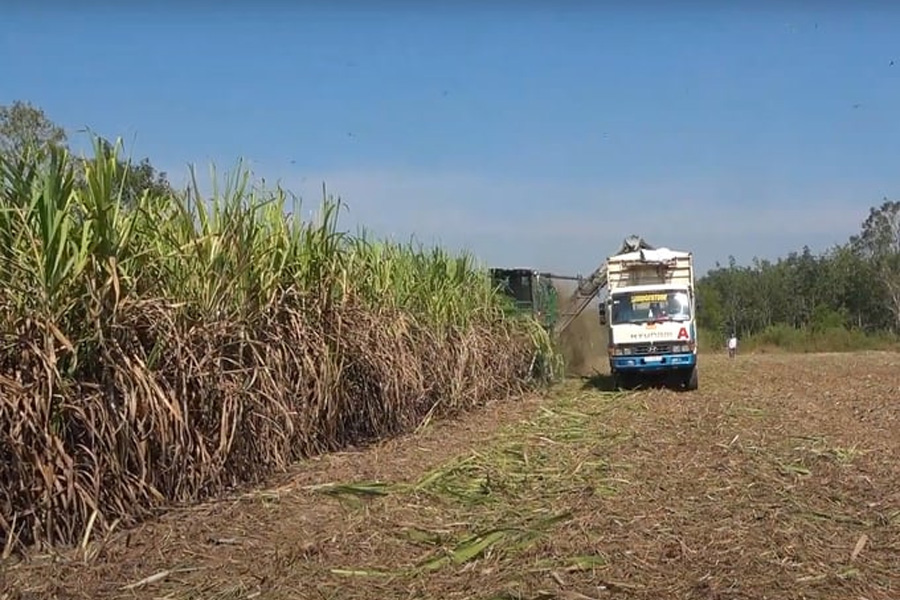 Tiếp tục nâng giá để phục hồi vùng mía nguyên liệu