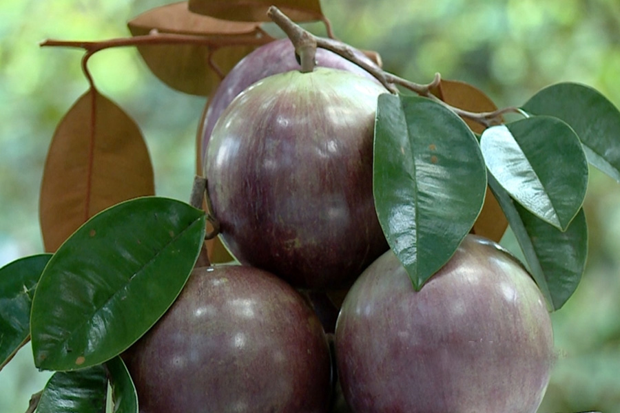 Vú sữa chưa thu hoạch đã bán xong