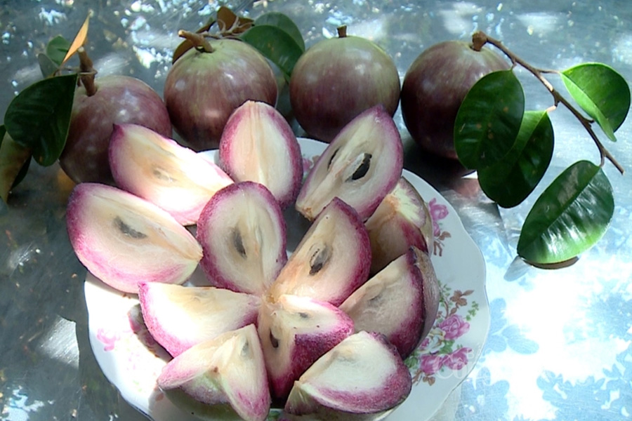 Vú sữa chưa thu hoạch đã bán xong