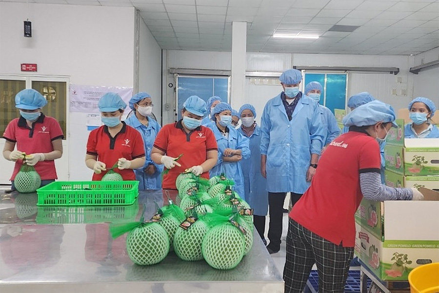 Xuất khẩu bưởi tăng vọt