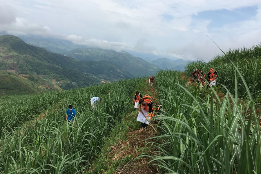 Xuất khẩu gần 2.600 tấn mía sang Trung Quốc