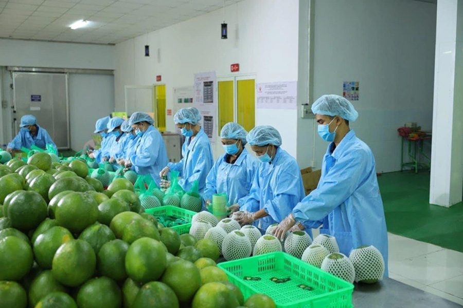 Xuất khẩu rau quả trong tháng 9 thu về gần 700 triệu USD