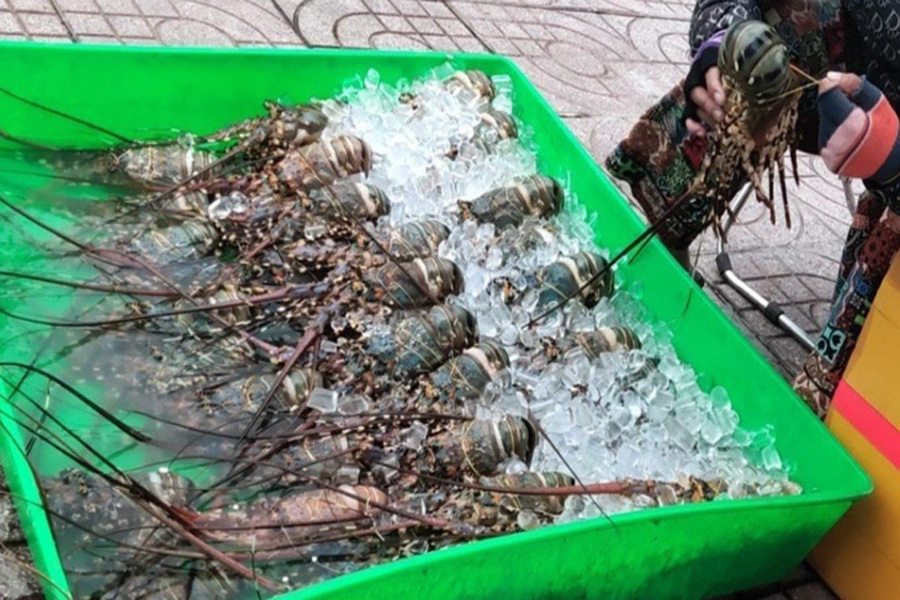 Xuất khẩu tôm hùm Việt Nam sang Trung Quốc giảm mạnh