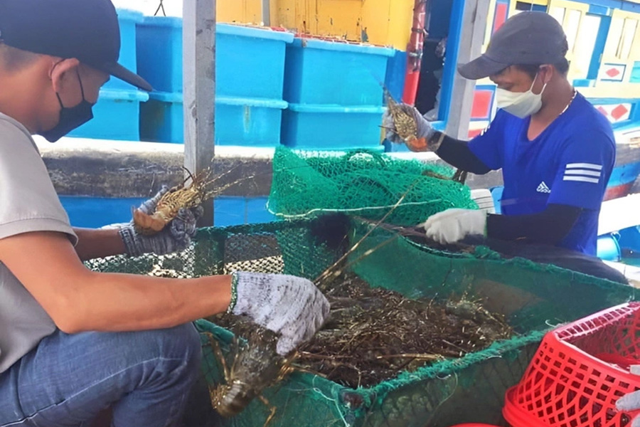 Xuất khẩu tôm hùm Việt Nam sang Trung Quốc giảm mạnh