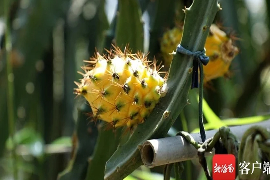 Bùng nổ sản xuất thanh long vàng ở Trung Quốc