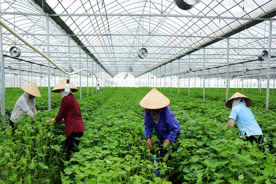 Cây gia vị thiếu vắng đầu mối tổ chức liên kết sản xuất