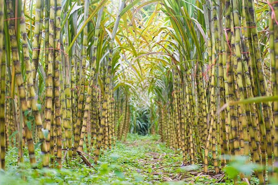 Đắng cay cây mía Miền Tây