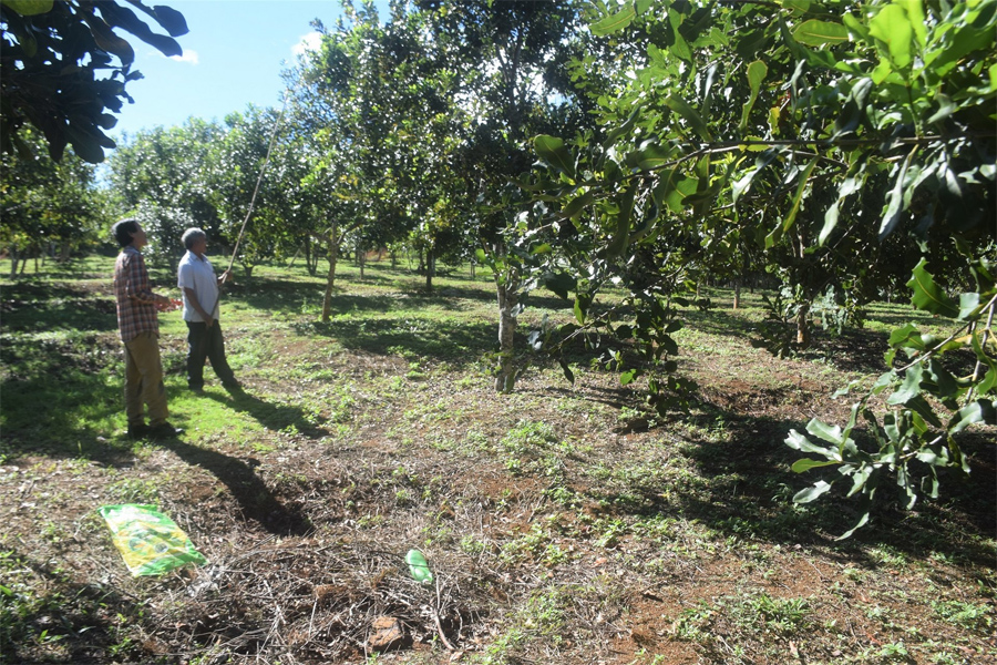 Đi tìm tương lai cho cây mắc ca Vĩnh Sơn