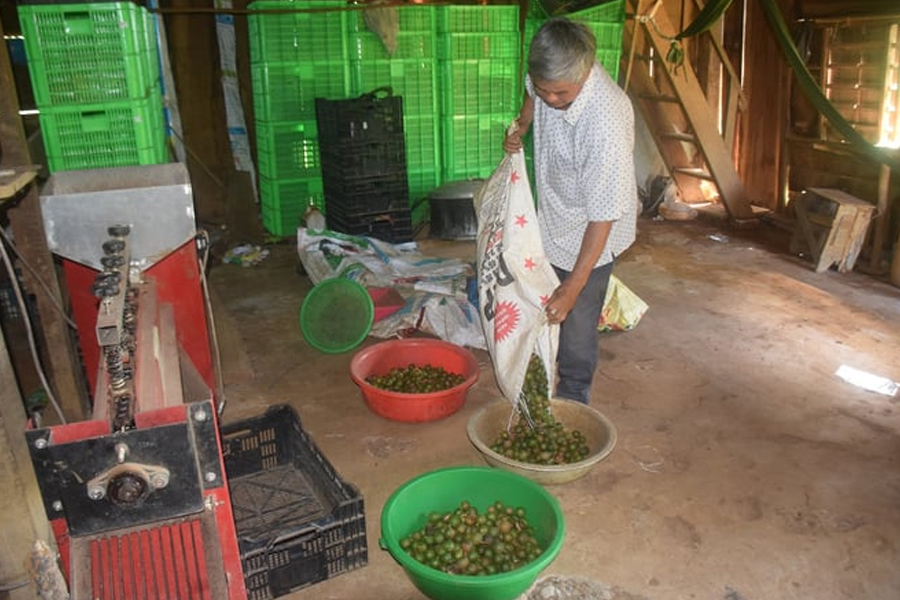 Đi tìm tương lai cho cây mắc ca Vĩnh Sơn