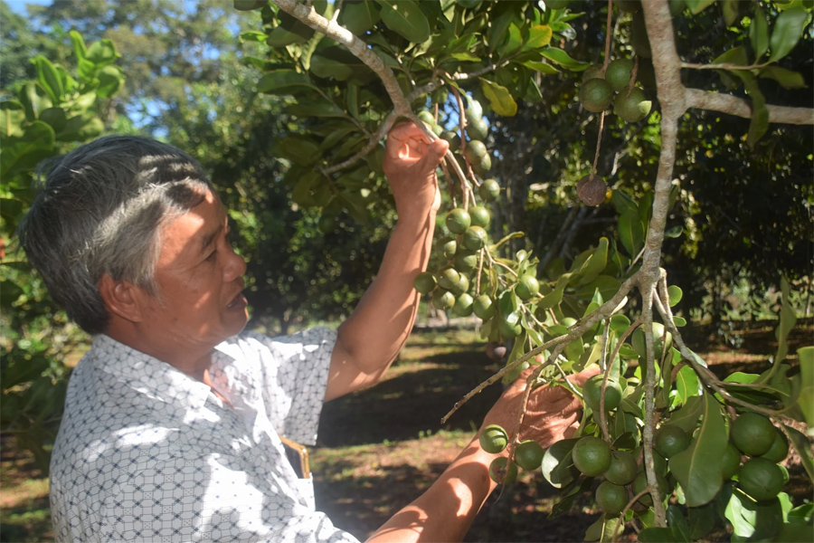 Đi tìm tương lai cho cây mắc ca Vĩnh Sơn
