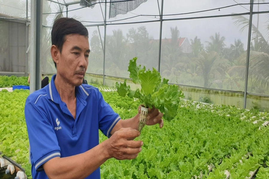 Đô thị miền Tây trồng rau sạch thu hơn 100 triệu/tháng