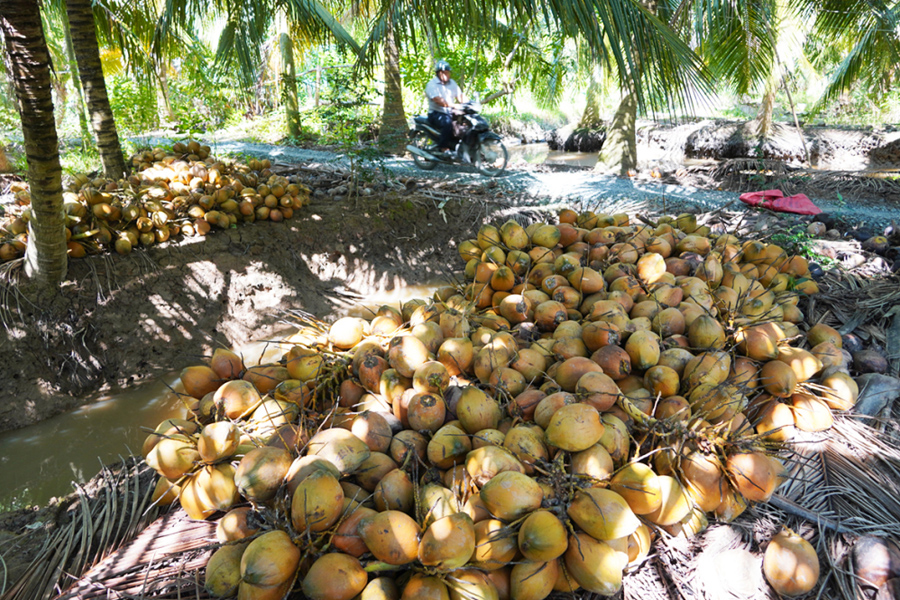 Dừa miền Tây lại rớt giá