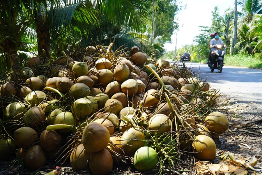 Dừa miền Tây lại rớt giá