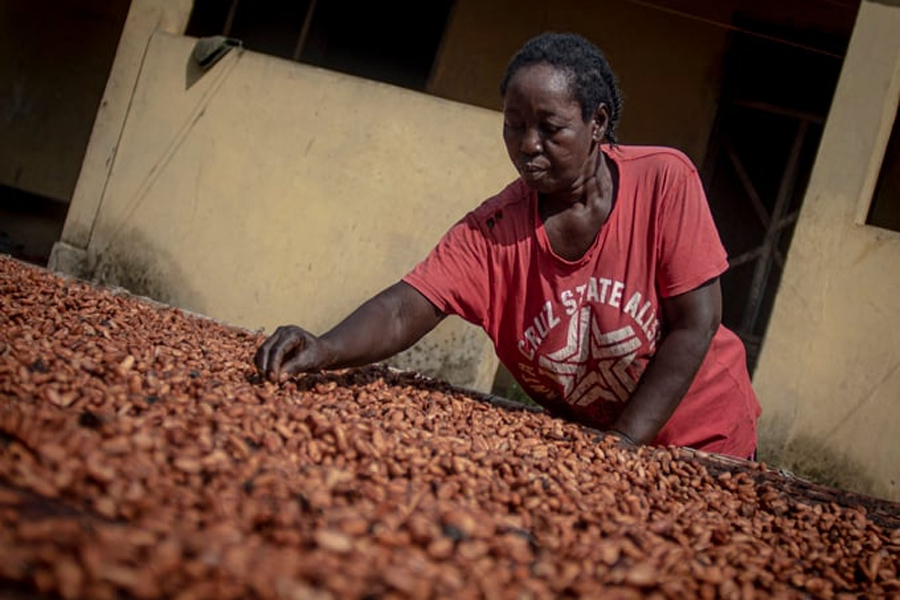 Giá ca cao tăng gần kỷ lục 50 năm qua