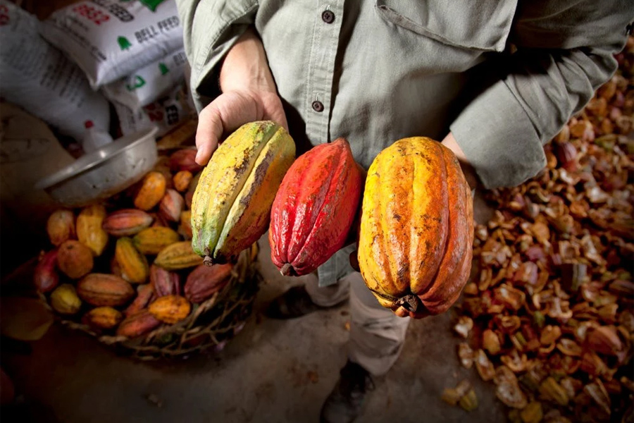 Giá ca cao tăng gần kỷ lục 50 năm qua