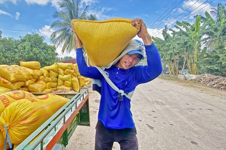 Giá lúa lên mức 9.4000 đồng/kg - cao kỷ lục