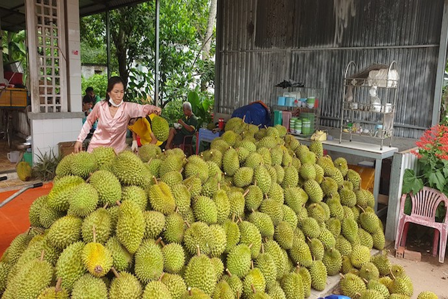 Giá sầu riêng Monthong Thái tăng vọt