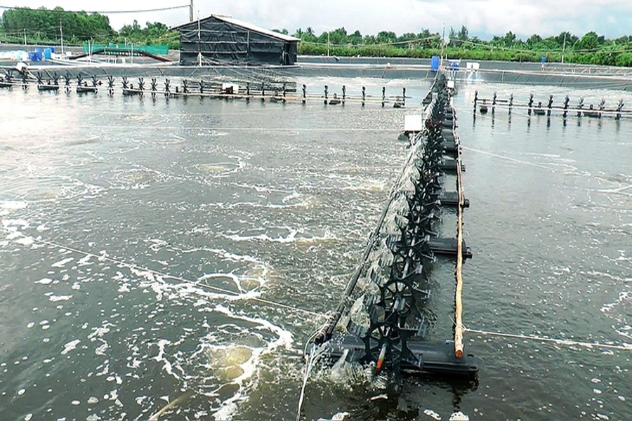 Giá tôm tăng mạnh trở lại