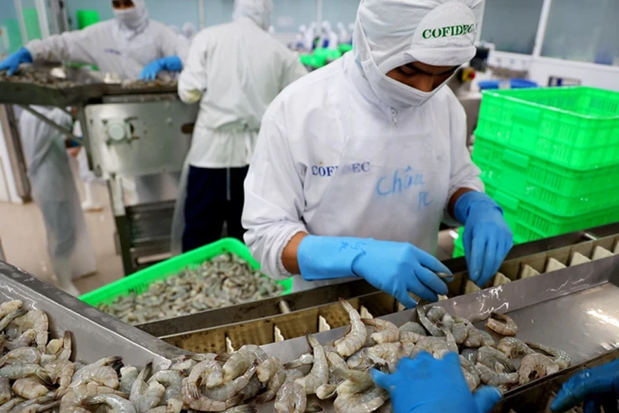 Giá tôm tăng mạnh trở lại