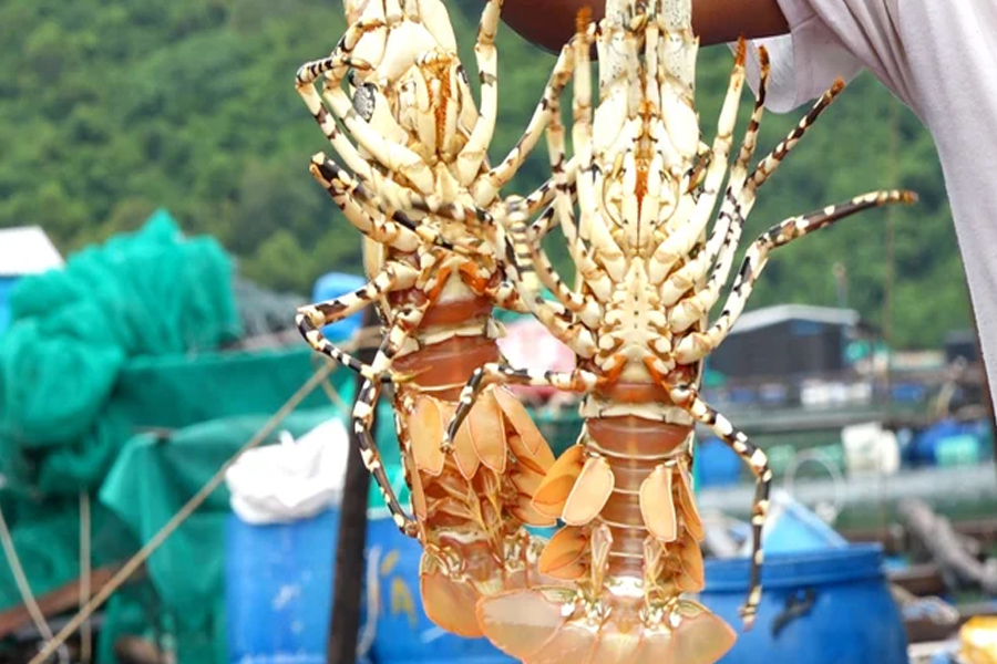 Giải pháp tháo gỡ khó cho xuất khẩu tôm hùm bông Việt Nam