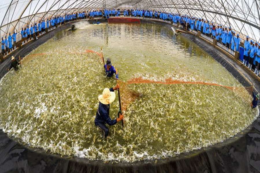 Hình thành vùng chuyên canh nhờ ứng dụng công nghệ cao