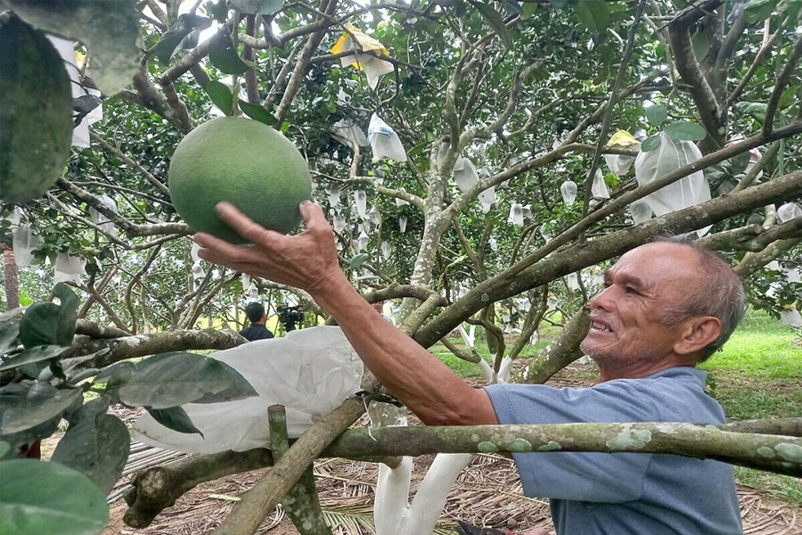 Hình thành vùng chuyên canh nhờ ứng dụng công nghệ cao